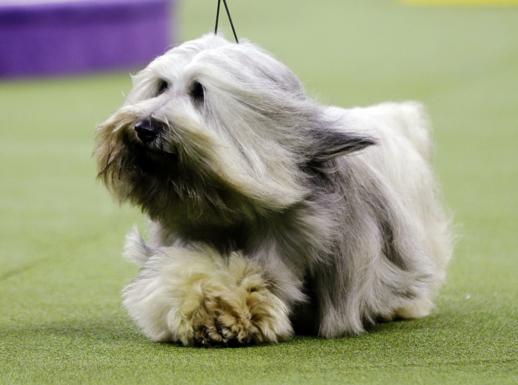 Westminster Dog Show